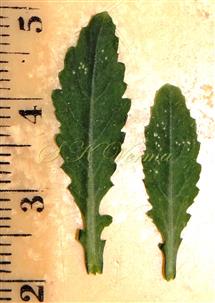  Upper Cauline Leaves